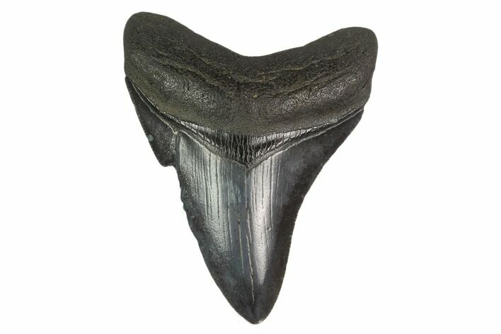 Fossil Megalodon Tooth - South Carolina #130792